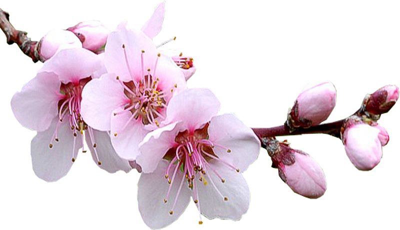 樱花 摄影图 高清 免扣