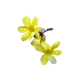一朵漂亮的鲜花真好看