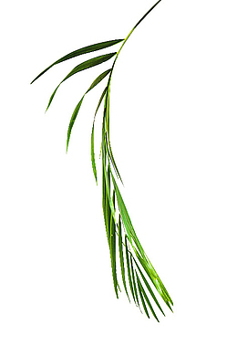绿色背景植物