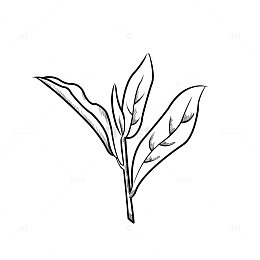 黑色线条茶叶矢量素材