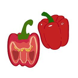 蔬菜品种红菜椒矢量图