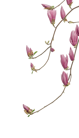 花枝 免扣素材