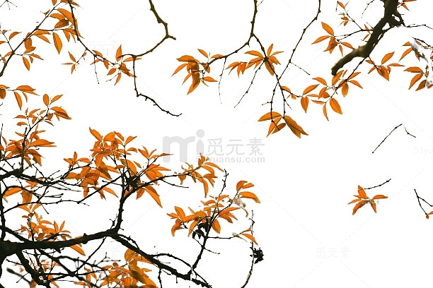 秋季满屏枫叶