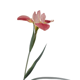 花朵免扣素材 中国风免扣元素