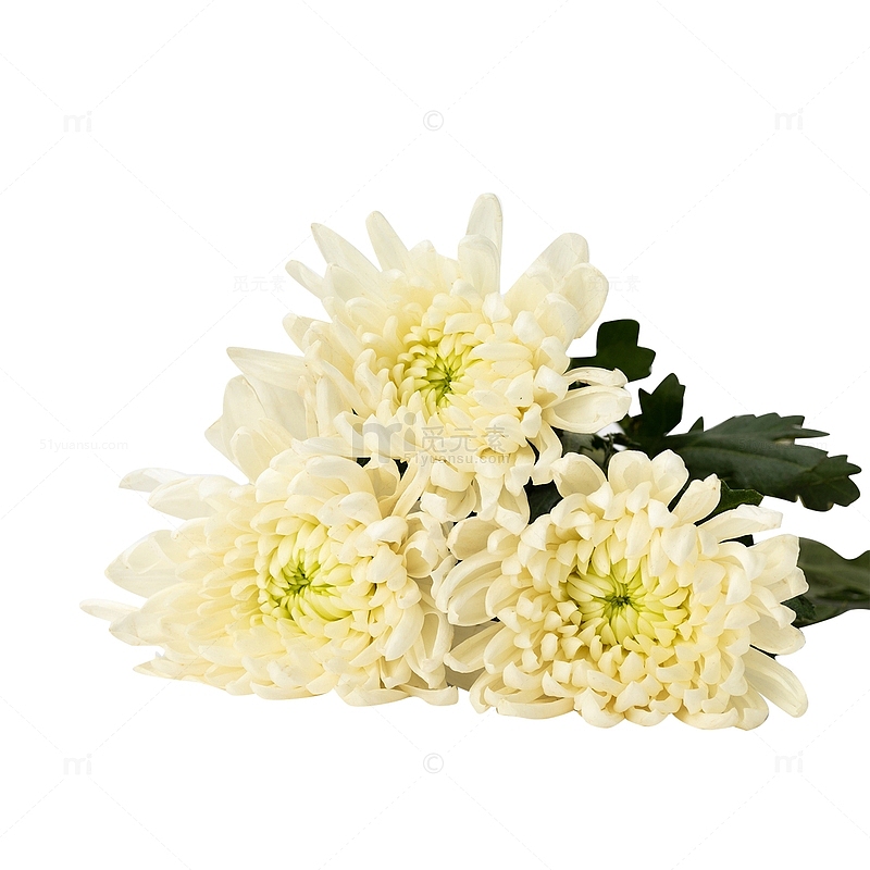 白色菊花抠图