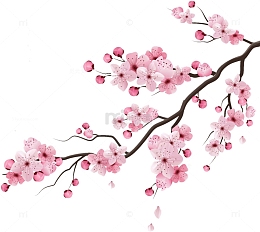 精美手绘中国风樱花斜枝素材