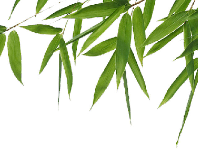 精美中国风绿色竹叶装饰素材