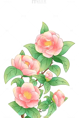 山茶花，插画，花