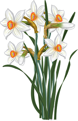 矢量精美水彩手绘水仙花素材