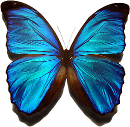 超高清手绘油画风矢量蓝色蝴蝶