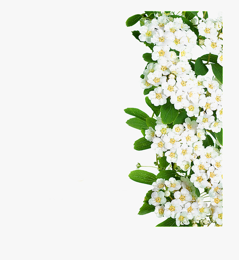 高清矢量手绘白色精美花朵边框