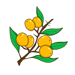 沙棘果 卡通手绘