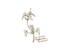 山药 线条画 手绘 素描