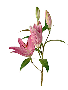一束鲜艳的百合花