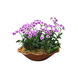 花卉盆栽小品
