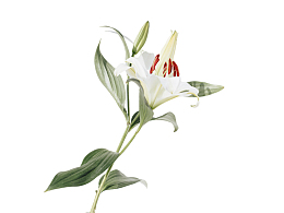 一支盛开的百合花