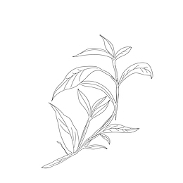 线描中药草药