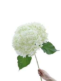 白色 绣球花