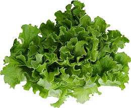 蔬菜生菜绿色