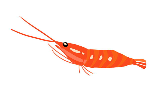 手绘虾河虾虾子