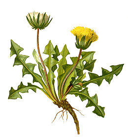 蒲公英/中药/药材
