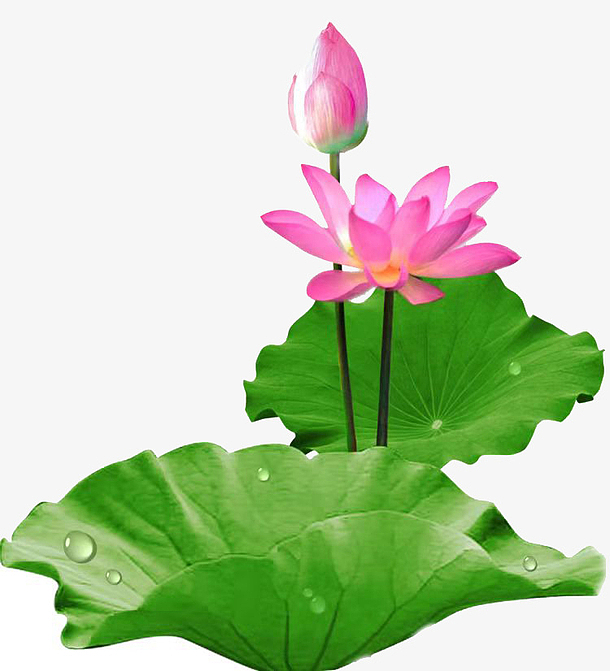 找个时间去看荷花免抠素材免费下载_觅元素51yuansu.com