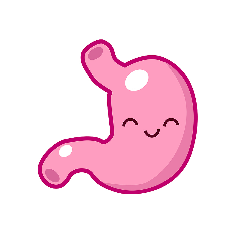 人体器官粉色的胃