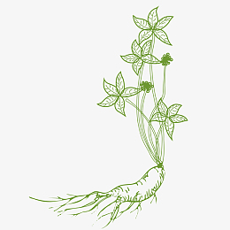 png纯矢量手绘人参素材设计pngpsdpng中药药材西洋参插画元素pngpng
