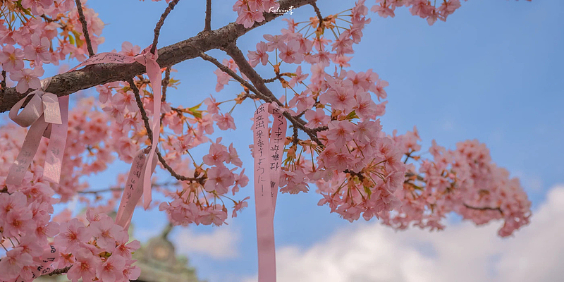 樱花，粉色，春天