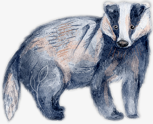 动物小清新水彩手绘藏狐