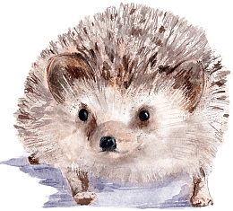 动物 刺猬 水彩 四方连续，