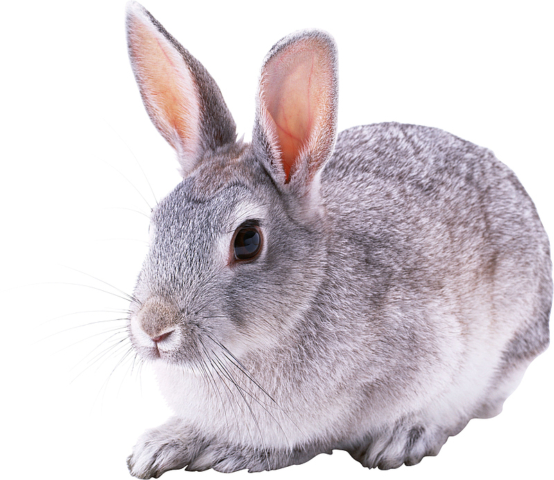 高清PNG兔子动物图片4