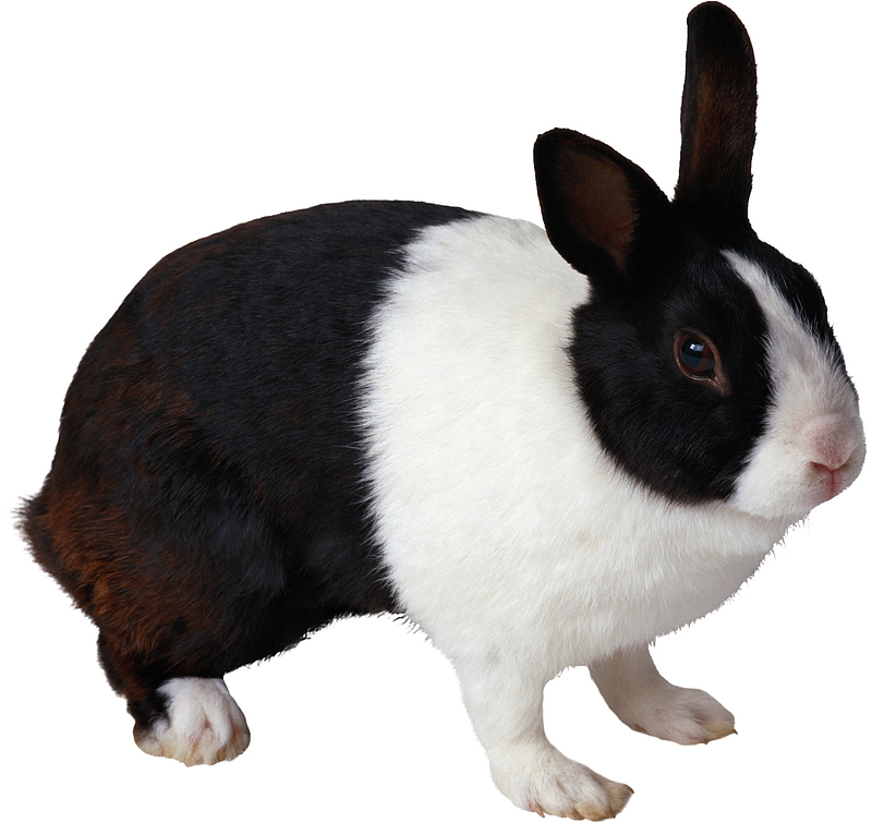 高清PNG兔子动物图片