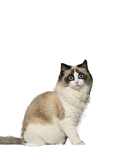 丑萌丑萌的小猫咪