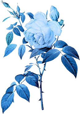 玫瑰花月季花
