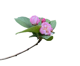一支孤独的桃花