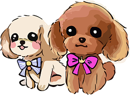 两只泰迪犬  狗狗
