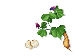 葛根插画免扣