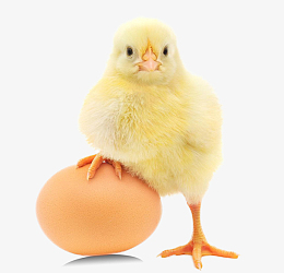 踩着鸡蛋的小鸡仔