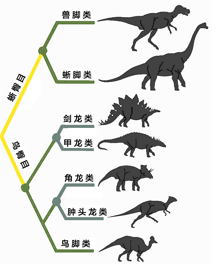 恐龙类目图谱