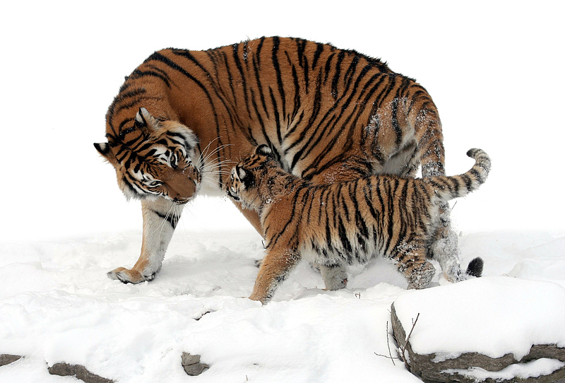 雪地里的老虎妈妈和老虎幼崽
