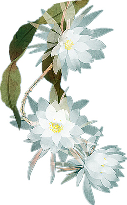 昙花卡通动植物元素素材