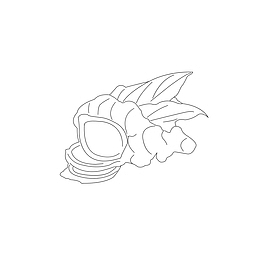 生姜线性插画