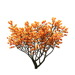 中式 树 秋天 落叶 橙色 树叶 树枝