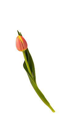 一只粉色的百合花
