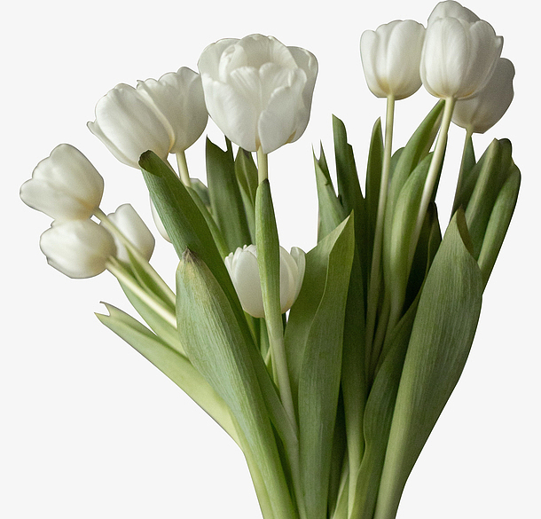 实物照片免扣白色的郁金香免抠素材免费下载_觅元素51yuansu.com