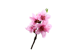 粉色桃花一枝