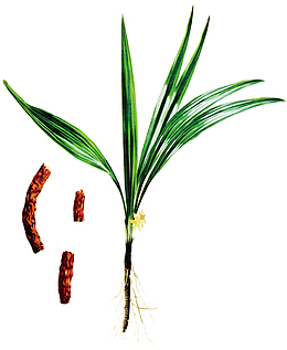 补虚药类仙茅