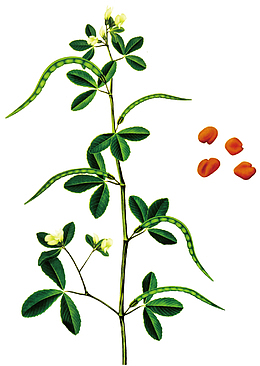 补阳药葫芦巴