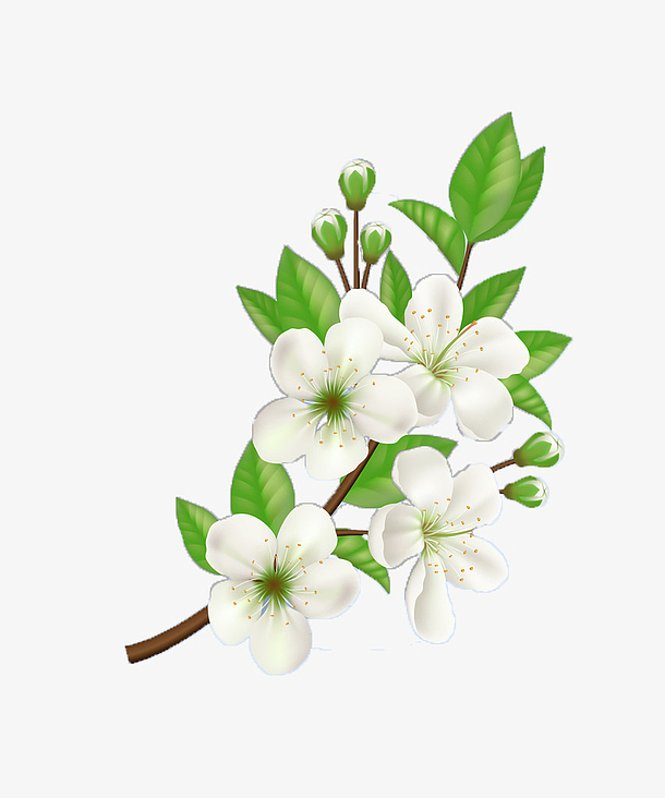 抠图的柑橘花免抠素材免费下载_觅元素51yuansu.com